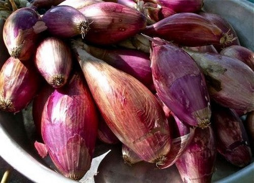 BosUien 'Rossa Lunga di Firenze'