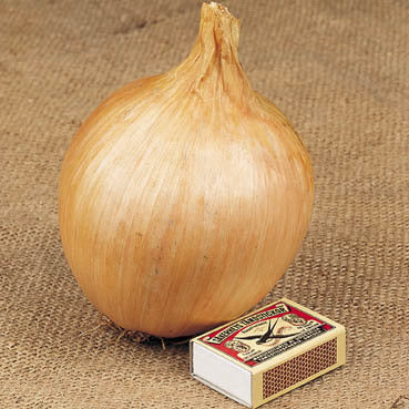 (Reuzen)grote Uien 'The Kelsae' / 'Ailsa Craig' (Sel. 'Exhib')