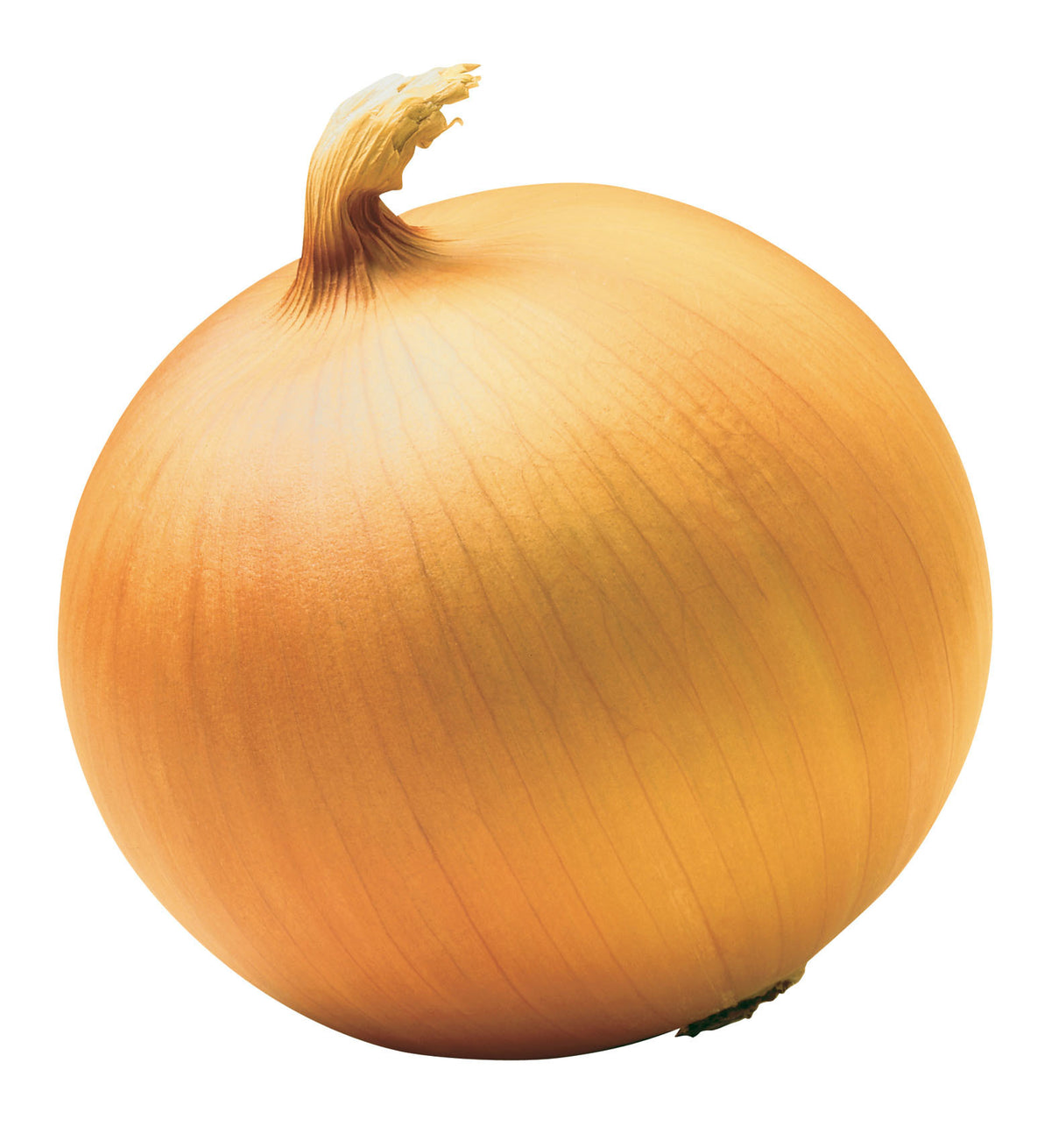 (Reuzen)grote Uien 'Bedfordshire Champion'