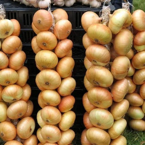 Platte Gele uitjes 'Borettana'
