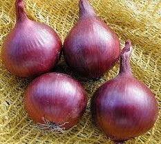 Large Red Onions 'Creole Red' / 'Violet de Galmi'