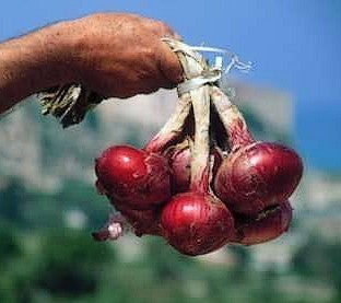 Grote Rode Uien 'Dulce Tonda di Tropea Record' / 'Tropea Ros'