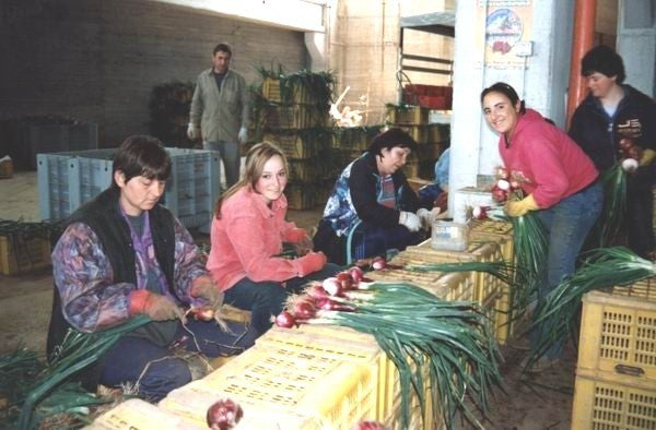 Grote Rode Uien 'Dulce Tonda di Tropea Record' / 'Tropea Ros'