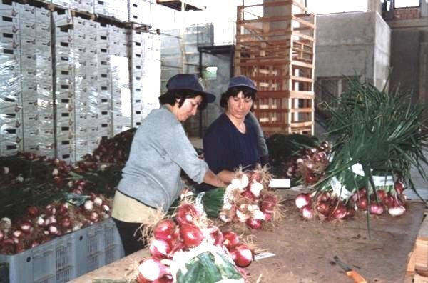 Grote Rode Uien 'Dulce Tonda di Tropea Record' / 'Tropea Ros'