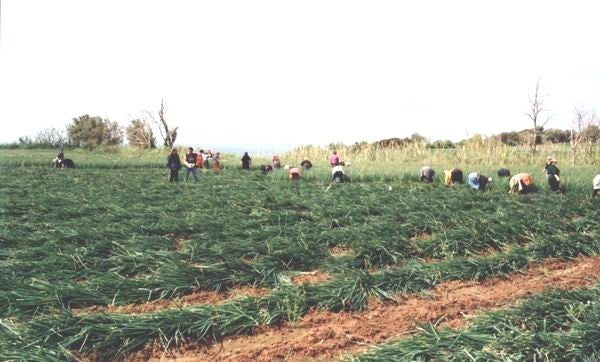 Grote Rode Uien 'Dulce Tonda di Tropea Record' / 'Tropea Ros'