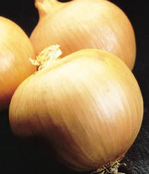 Grote Uien 'Early Yellow Texas' / 'Texas Early Grano'