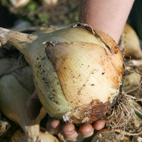 (REUZEN)GROTE UIEN 'Mammoth Improved'