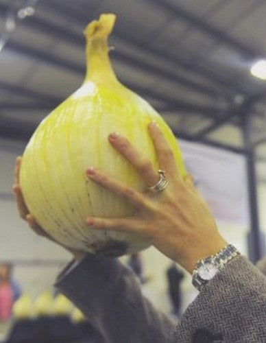 (REUZEN)GROTE UIEN 'Mammoth Improved'