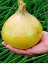 (REUZEN)GROTE UIEN 'Mammoth Improved'