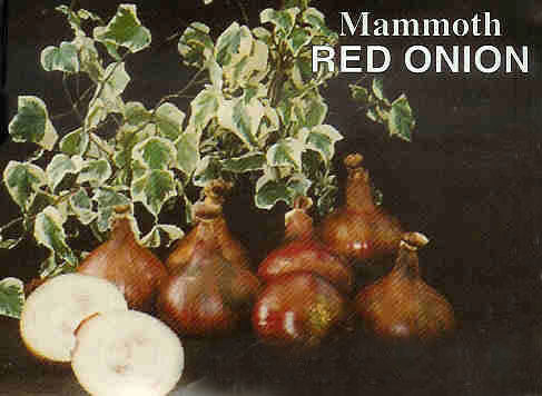 (Giant) Large Red Onions 'Mammoth Red'