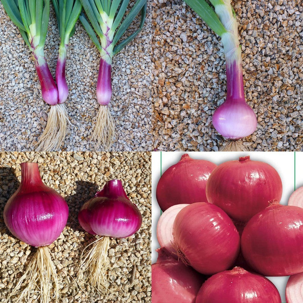 Large Red (Sweet) Onions 'Rossa Savonese' / 'Red of Savona'