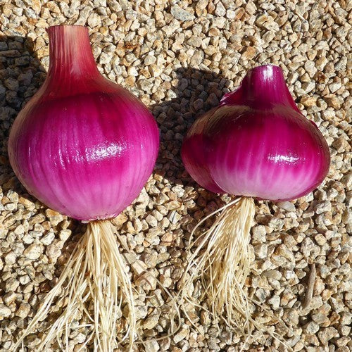 Large Red (Sweet) Onions 'Rossa Savonese' / 'Red of Savona'