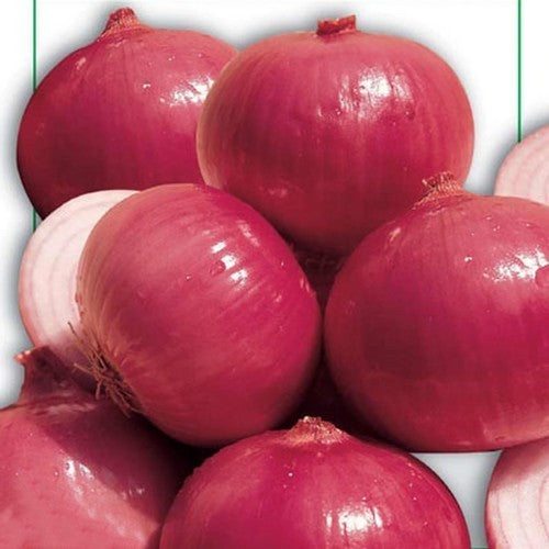 Large Red (Sweet) Onions 'Rossa Savonese' / 'Red of Savona'