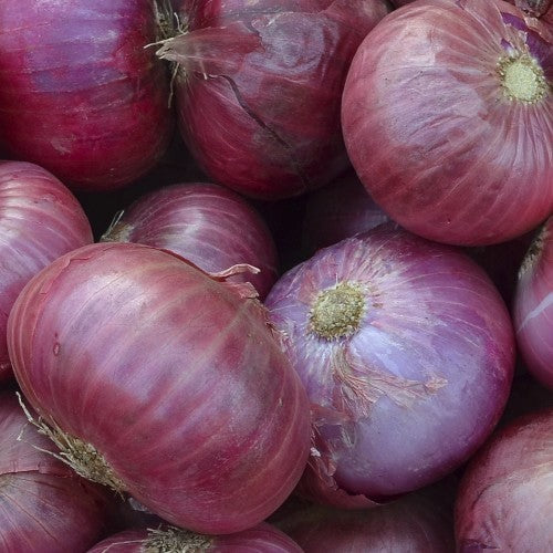 Large Red (Sweet) Onions 'Rossa Savonese' / 'Red of Savona'