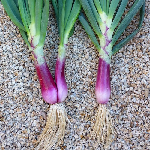 Large Red (Sweet) Onions 'Rossa Savonese' / 'Red of Savona'