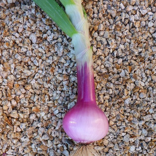 Large Red (Sweet) Onions 'Rossa Savonese' / 'Red of Savona'