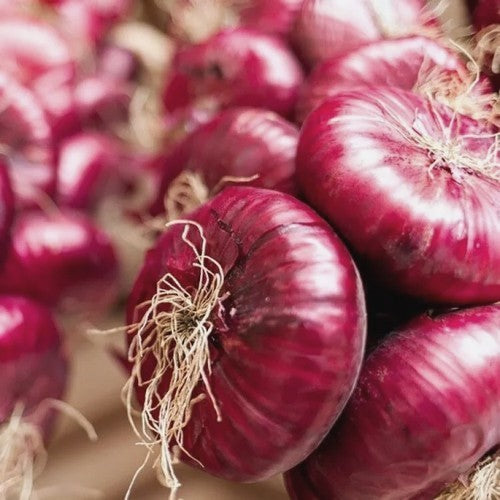 Large Red (Sweet) Onions 'Rossa Savonese' / 'Red of Savona'