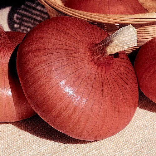 Grote Uien 'Rouge Pale de Niort'