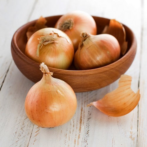 Large Onions 'Rijnsburger' / 'Density'