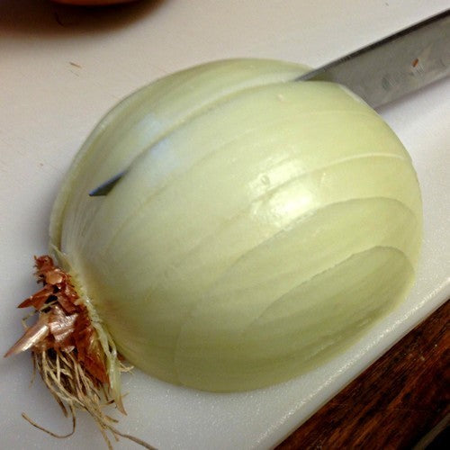 Large Onions 'Rijnsburger' / 'Density'