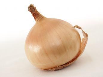 Grote Uien 'Stuttgarter Riesen'