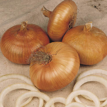 Grote Uien 'Stuttgarter Riesen'