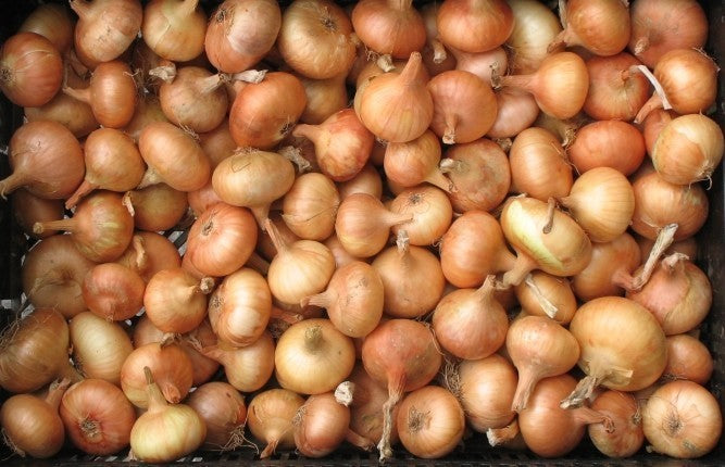 Grote Uien 'Stuttgarter Riesen'