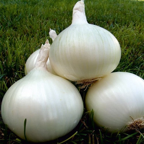 White Utah Jumbo Onions