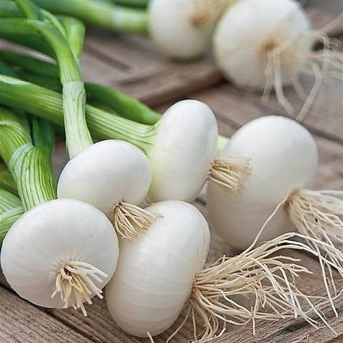 Witte voorjaarsUien 'Vaugirard'
