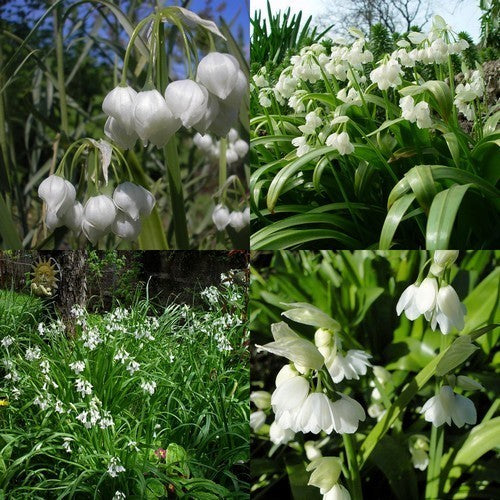 Wild garlic