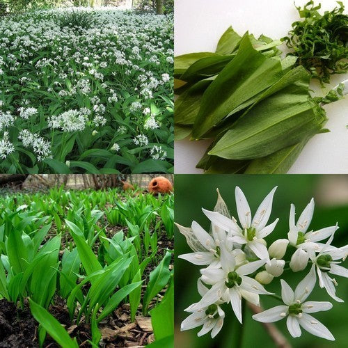 Wild garlic