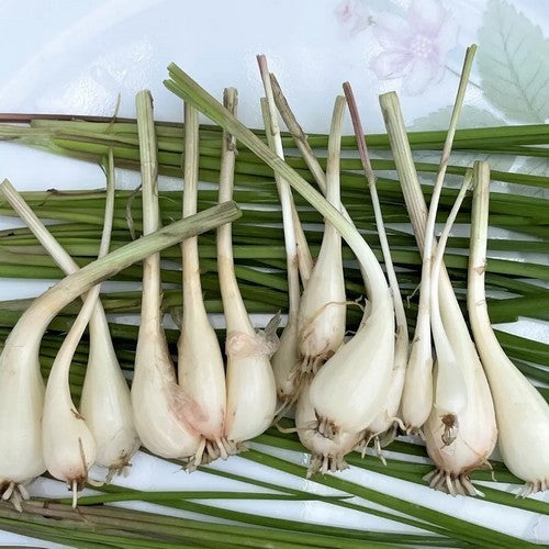 Okinawa Sjalotjes 'Shima Rakkyo'