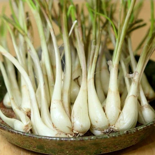 Okinawa Sjalotjes 'Shima Rakkyo'