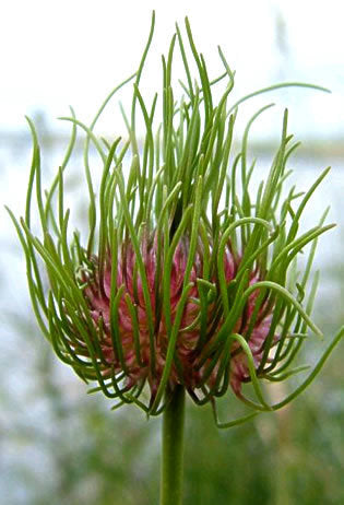 Wild garlic or Crow garlic