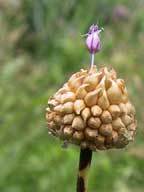 Wild garlic or Crow garlic