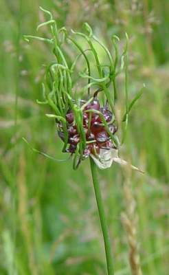 Wild garlic or Crow garlic