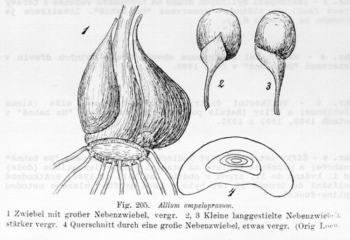 Oerprei