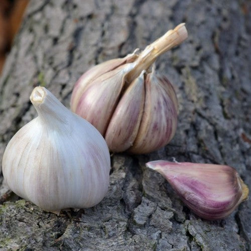 Knoflook 'Anton'