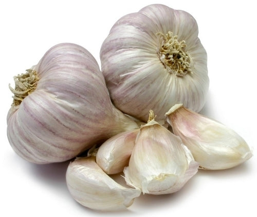 Knoflook 'Belgische Rode'