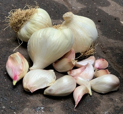 Knoflook 'Cledor'