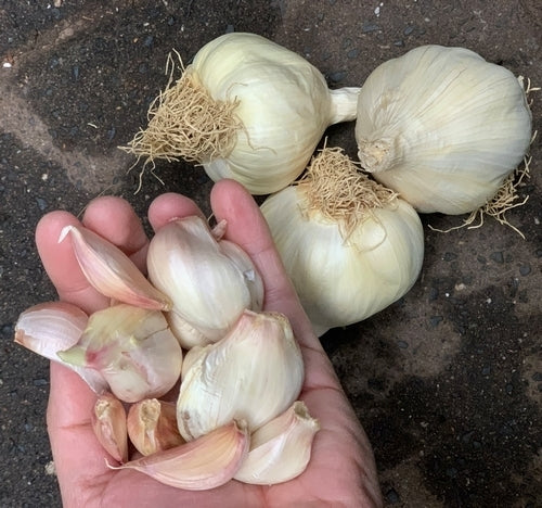 Knoflook 'Cledor'