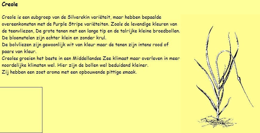 Knoflook 'Cledor'