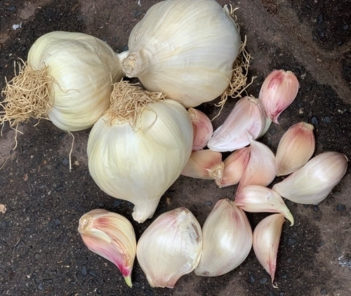 Knoflook 'Cledor'