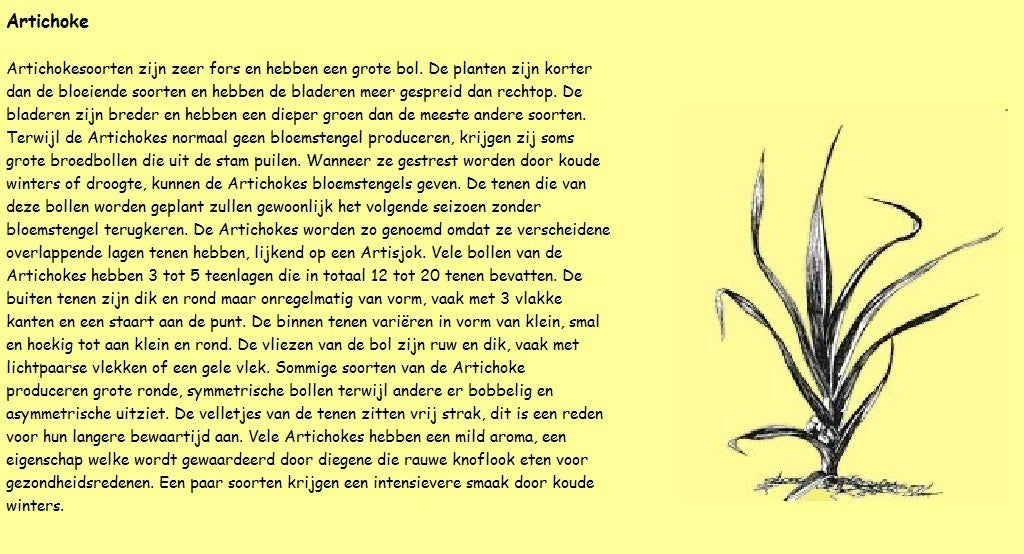 Knoflook 'Messidrome'