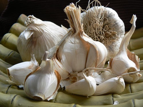 Knoflook 'Messidrome'
