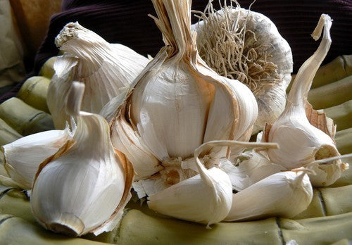 Knoflook 'Messidrome'