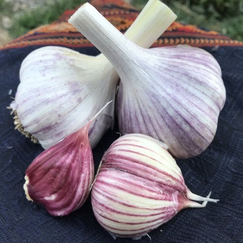 Knoflook 'Korean Red'
