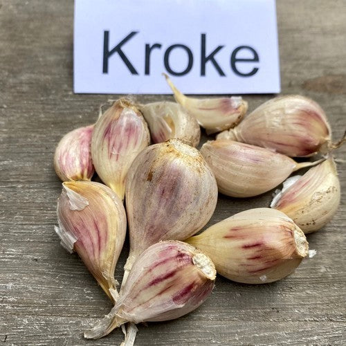 Garlic 'Kroke'