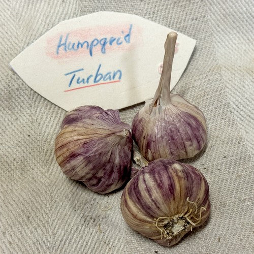 Knoflook 'Humpgrid'