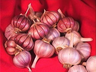 Knoflook 'Fokhagyma'